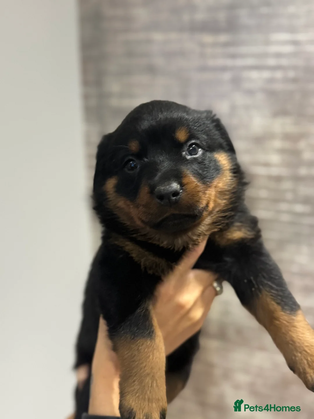 Rottweiler dogs for sale: Rottweiler Puppies - Advert 7