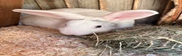 English Lop rabbits for sale: Male white British lop 1 year old.  - Advert 6