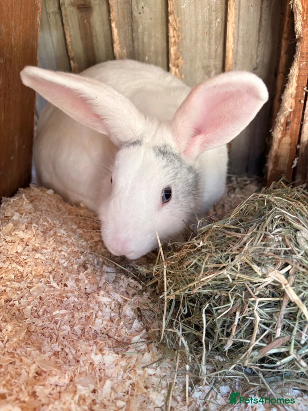 English Lop rabbits for sale: Male white British lop 1 year old.  - Advert 6