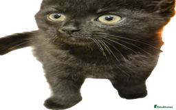 Mixed Breed cats for sale: Lovely kittens - Image 10