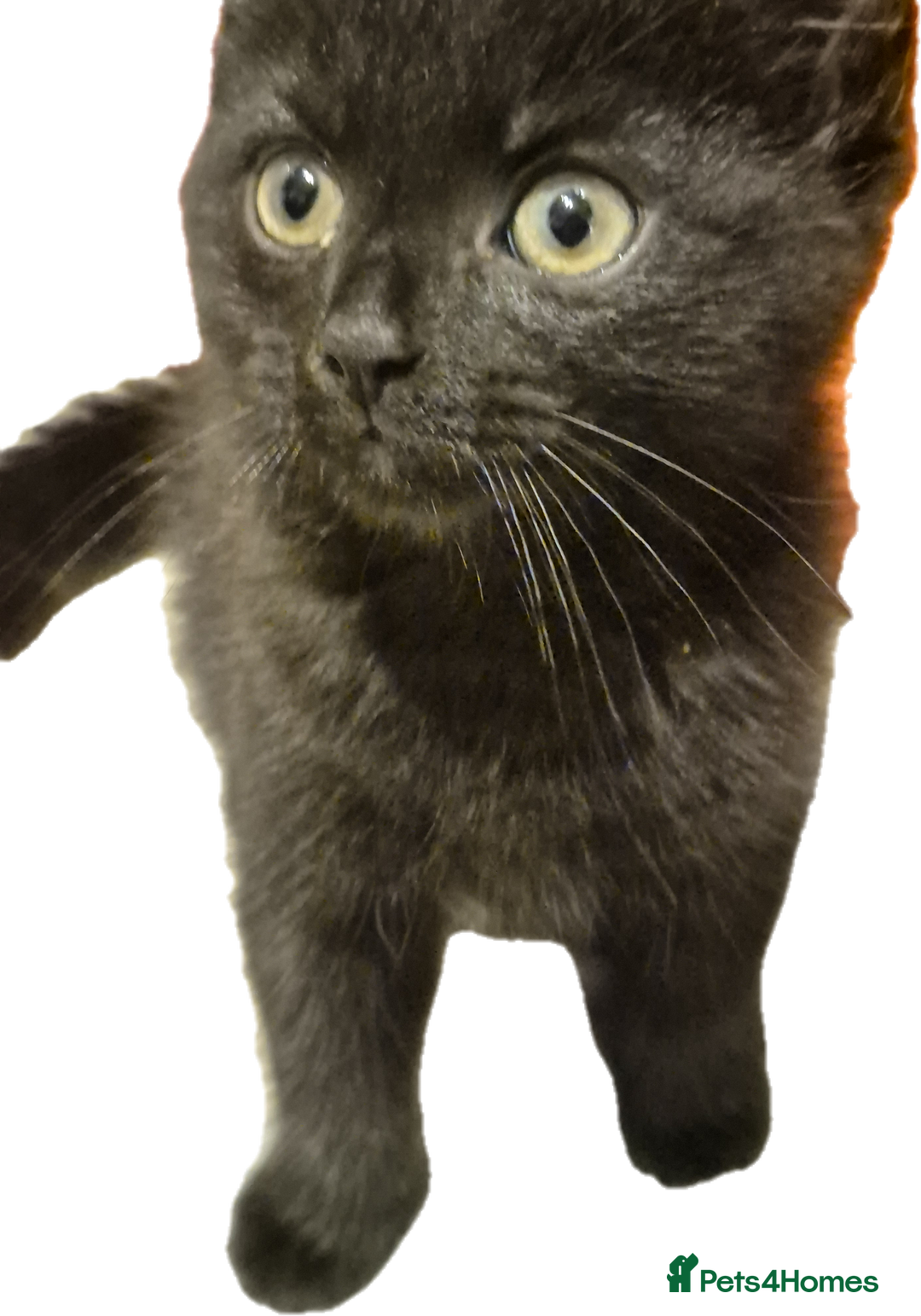 Mixed Breed cats for sale: Lovely kittens - Image 10