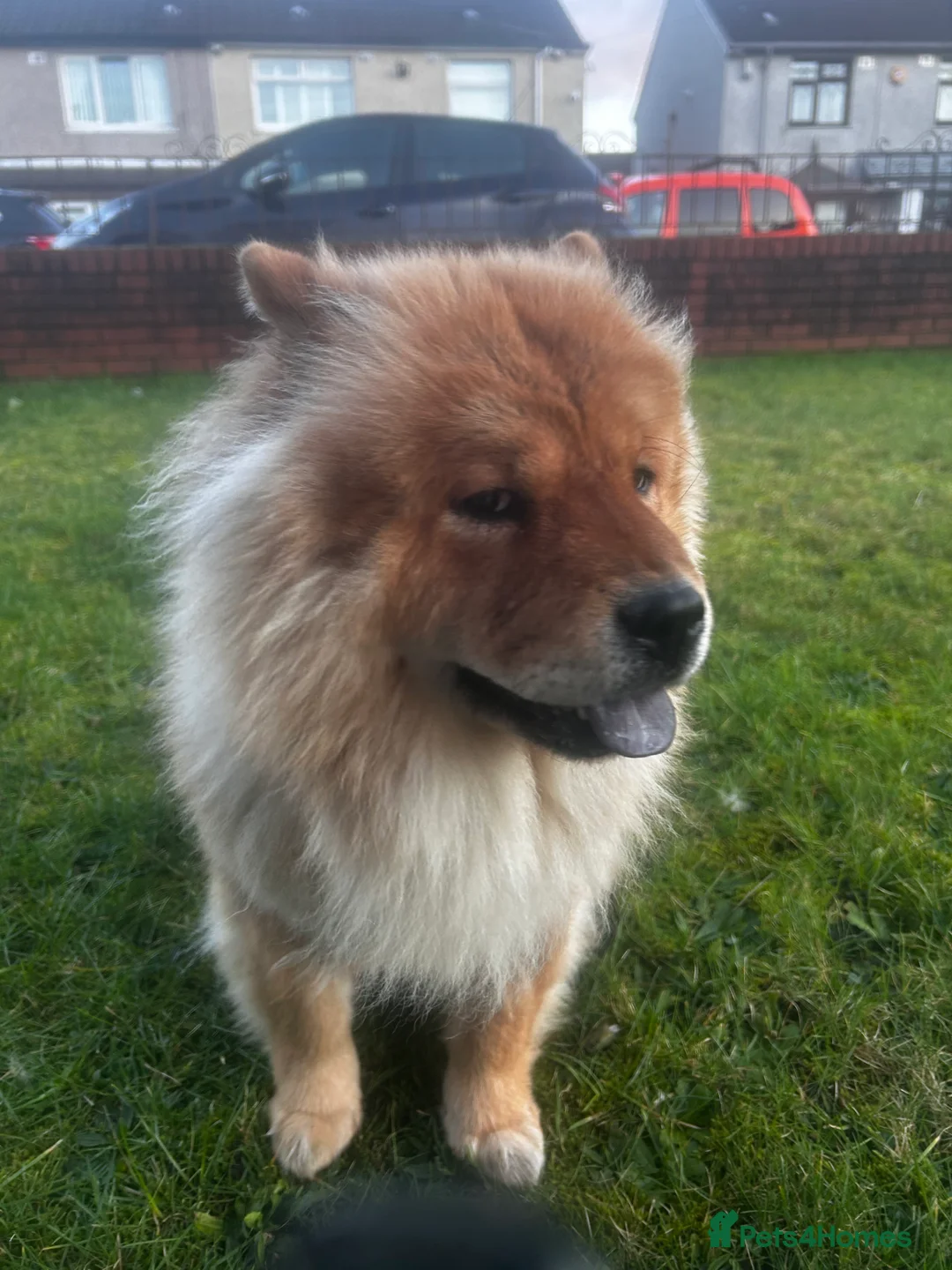 Chow Chow dogs for sale: Narla  - Advert 10