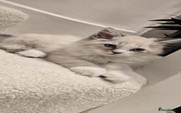 Neva Masquerade cats for sale: Siberian Neva Masquarade Kitten - Image 7