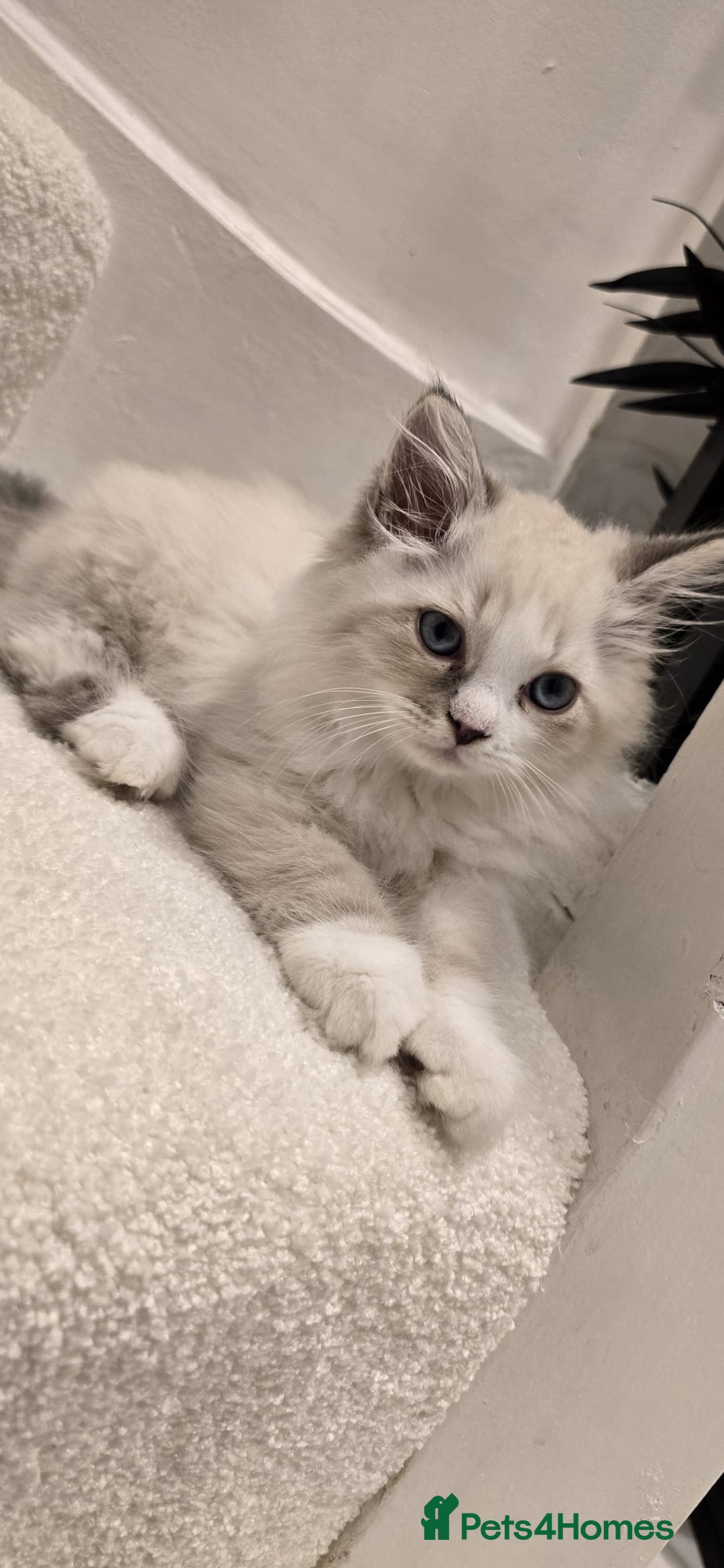 Neva Masquerade cats for sale: Siberian Neva Masquarade Kitten - Image 7