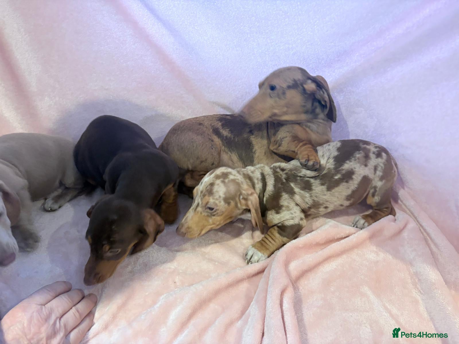 Miniature Dachshund dogs Beautiful babbies in Burton-on-Trent - Advert 3