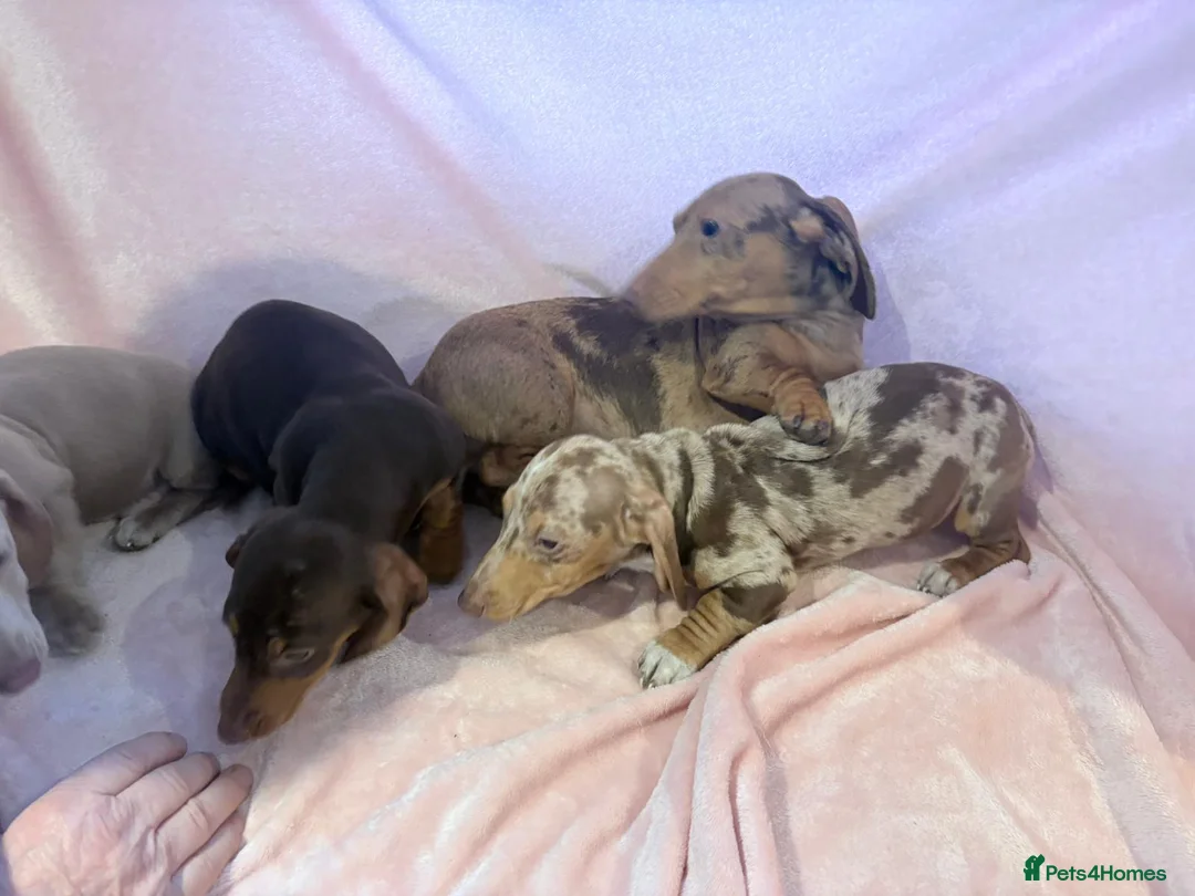 Miniature Dachshund dogs for sale: Beautiful babbies - Advert 1
