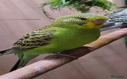 Budgerigars birds for sale: Young budgerigars for sale. - Image 24