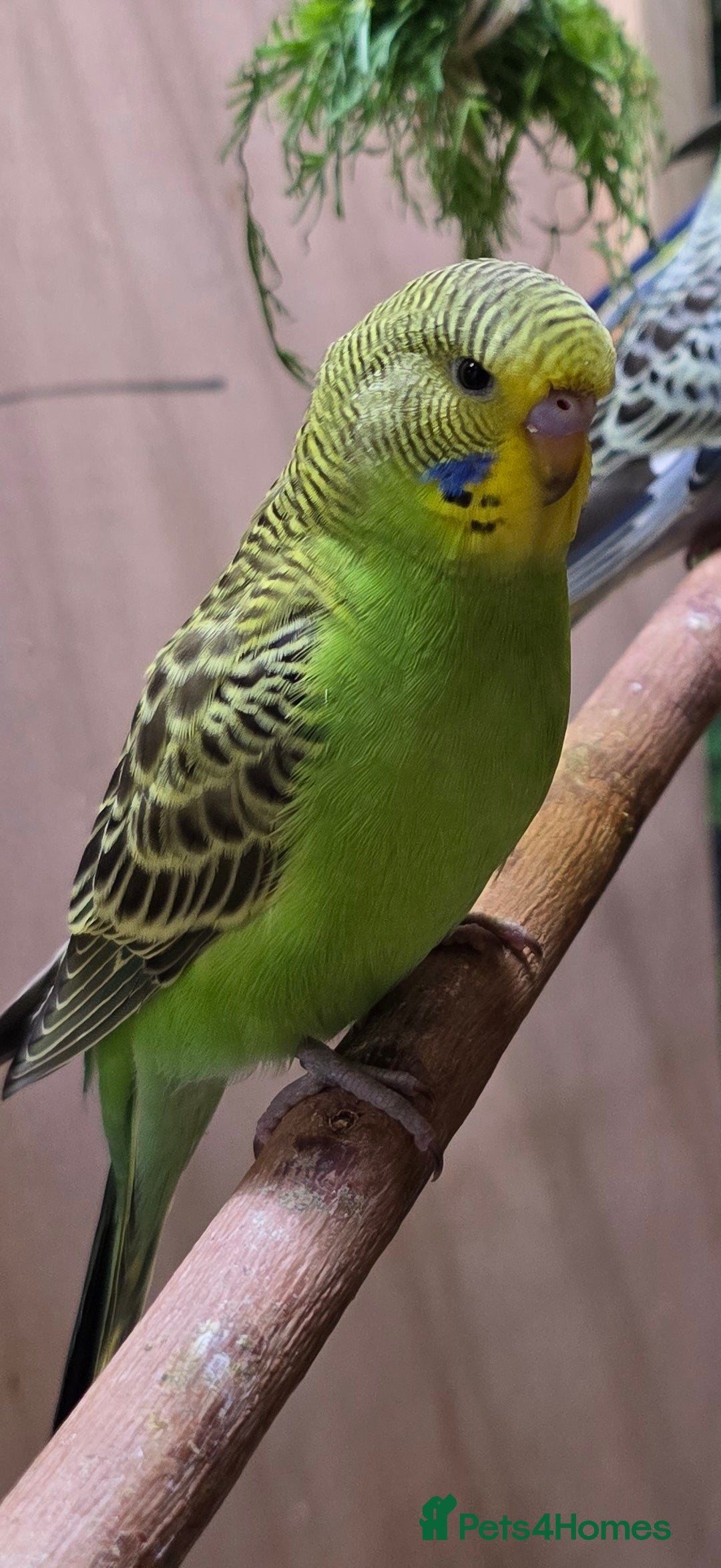 Budgerigars birds for sale: Young budgerigars for sale. - Image 24