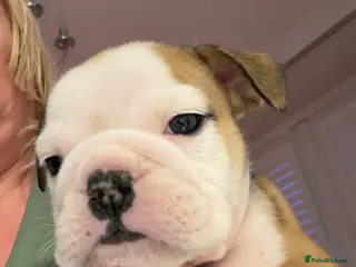 English Bulldog dogs English bulldogs male / female - Advert 2