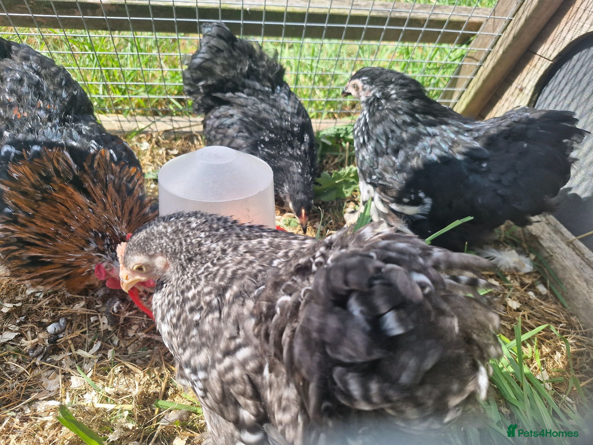 Chickens poultry mixed colour pekin bantams - Advert 8
