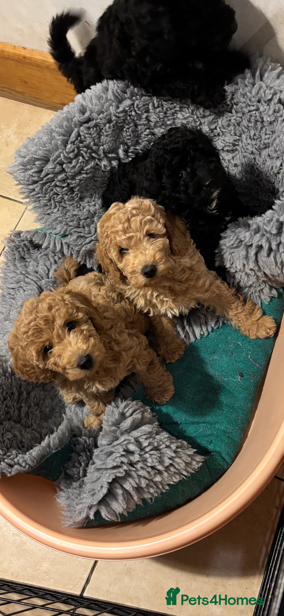 Sproodle dogs Gorgeous Sproodle F1b puppies - Advert 2