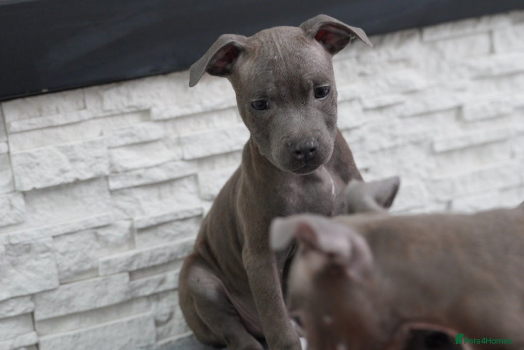 Staffordshire Bull Terrier dogs for sale:  Staffy Puppies 🐶  - Image 9