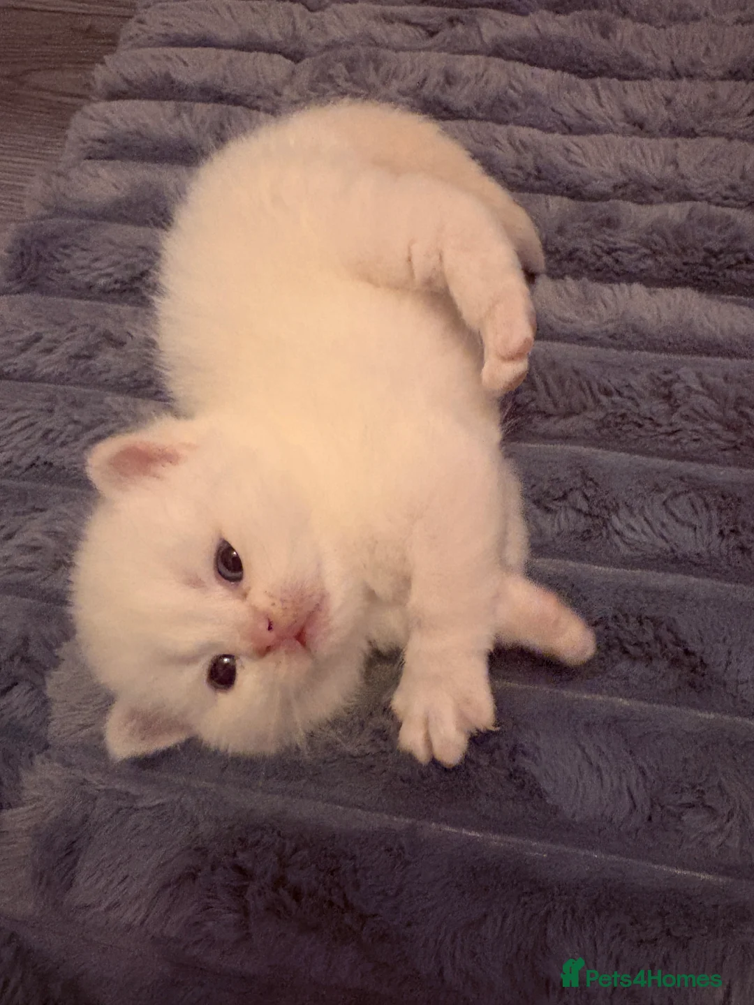 British Shorthair cats for sale: Stunning BSH Colourpoint Kitten GCCF Registered - Advert 28