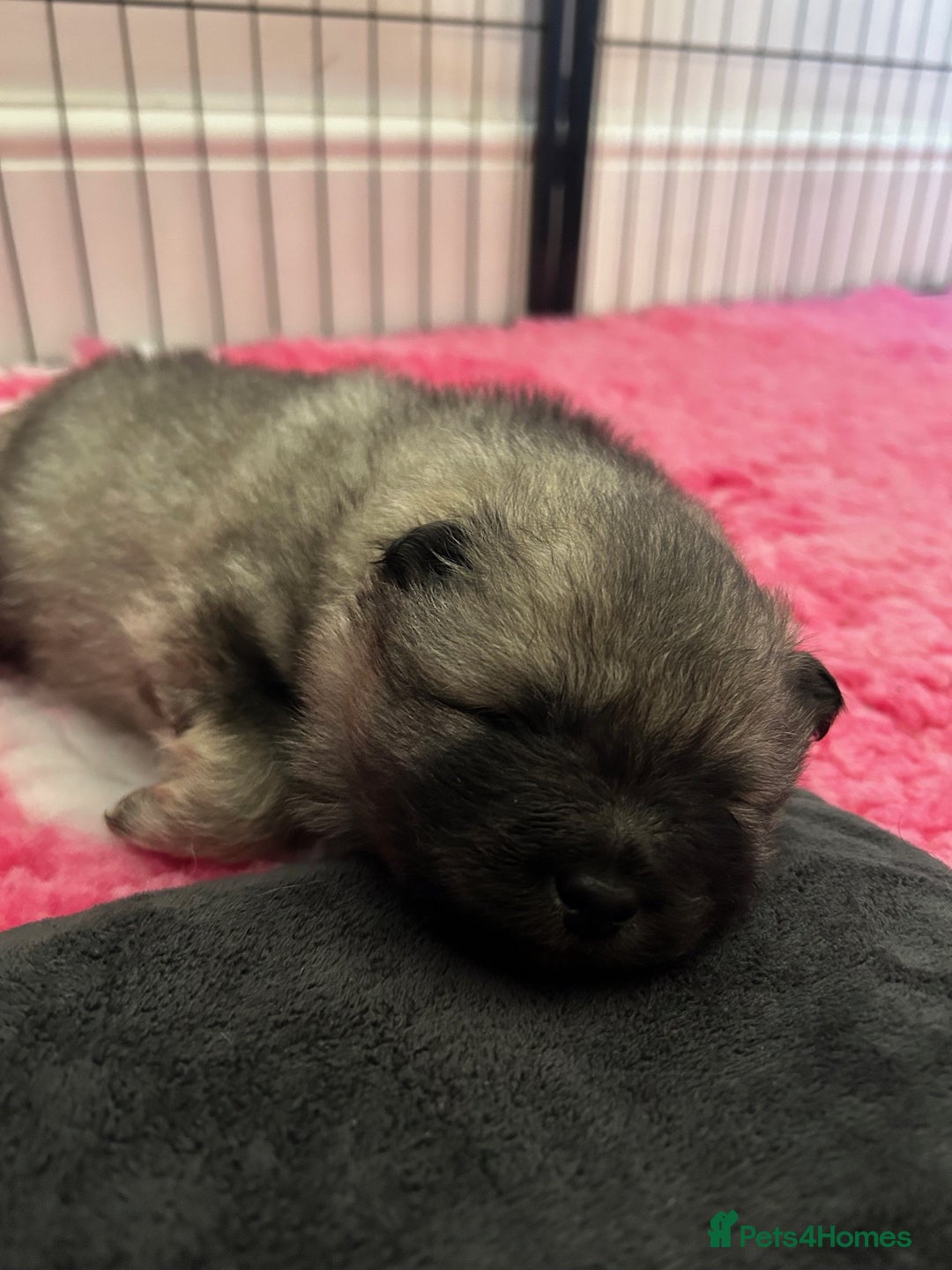Keeshond dogs for sale: Keeshonds Two Beautiful Males  - Image 5