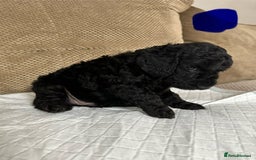 Cockapoo dogs for sale: Outstanding Cockapoos Puppies. 4 boys💙 2 girls 💗 - Image 17