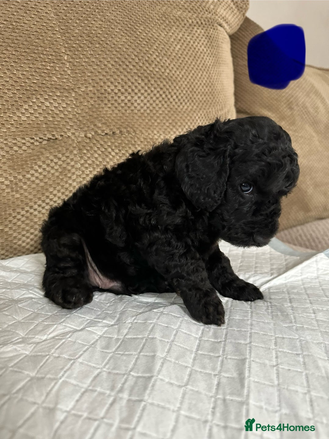 Cockapoo dogs for sale: Outstanding Cockapoos Puppies. 4 boys💙 2 girls 💗 - Image 17