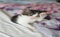 Mixed Breed cats for sale: Two beautiful girls. Ready to leave Saturday  - Image 6