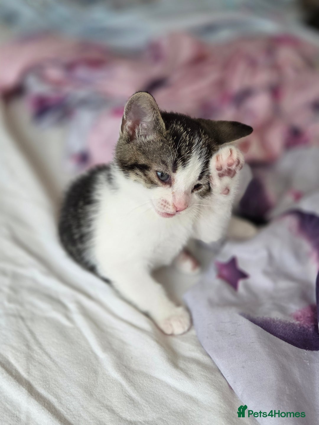 Mixed Breed cats for sale: Two beautiful girls. Ready to leave Saturday  - Image 6