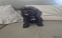 Cavapoo dogs for sale: Stunning Cavapoo Babies - ready this weekend - Image 23