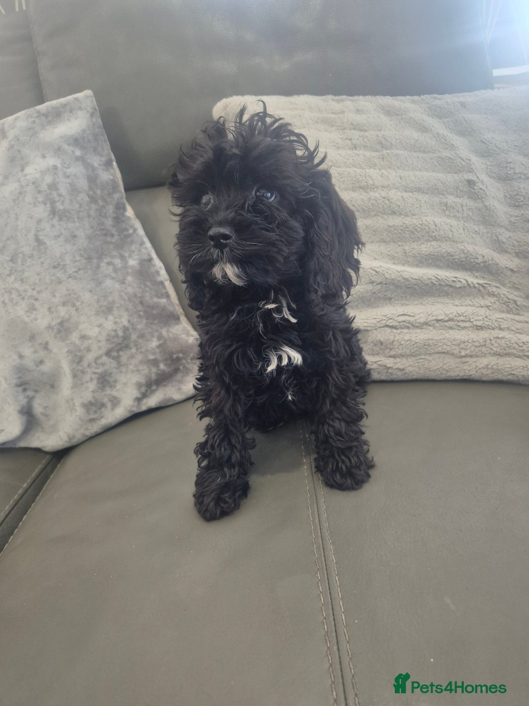 Cavapoo dogs for sale: Stunning Cavapoo Babies - ready this weekend - Image 23
