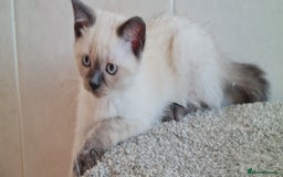 British Shorthair cats for sale: British Blue shorthair, Lilac, Colorpoint Kittens - Image 25