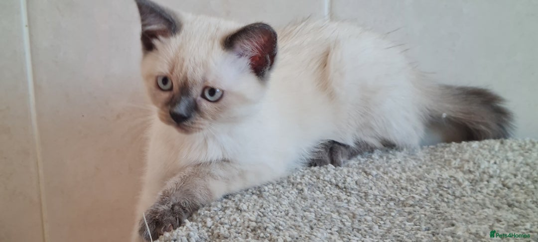 British Shorthair cats for sale: British Blue shorthair, Lilac, Colorpoint Kittens - Image 25