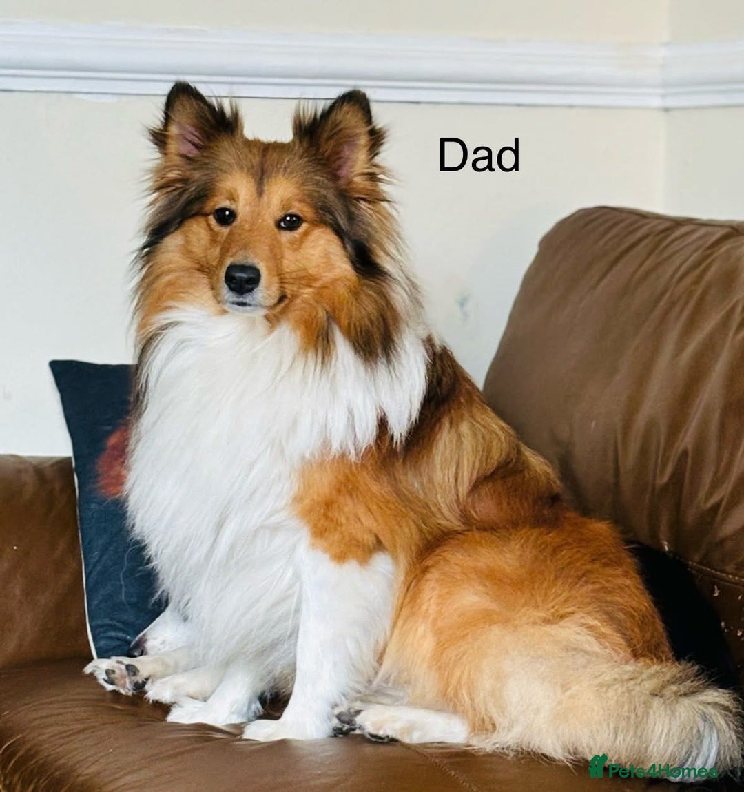 Shetland Sheepdog dogs for stud: Beautiful sable Shetland sheepdog for stud  - Image 6
