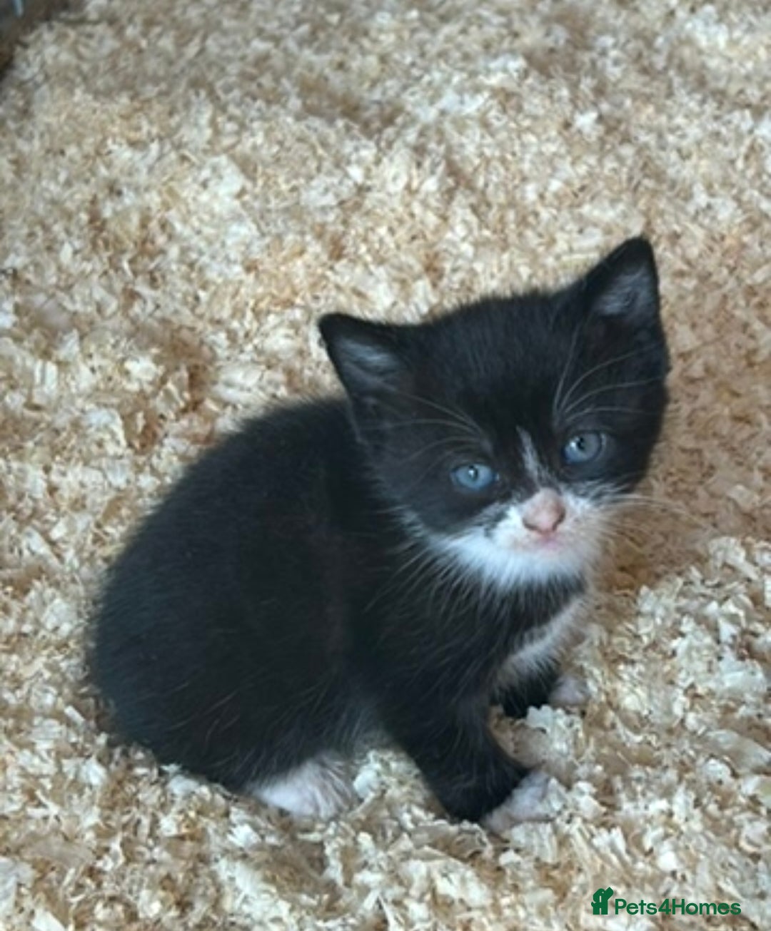 Ragdoll cats for sale: RagDoll X Kittens  - Image 6