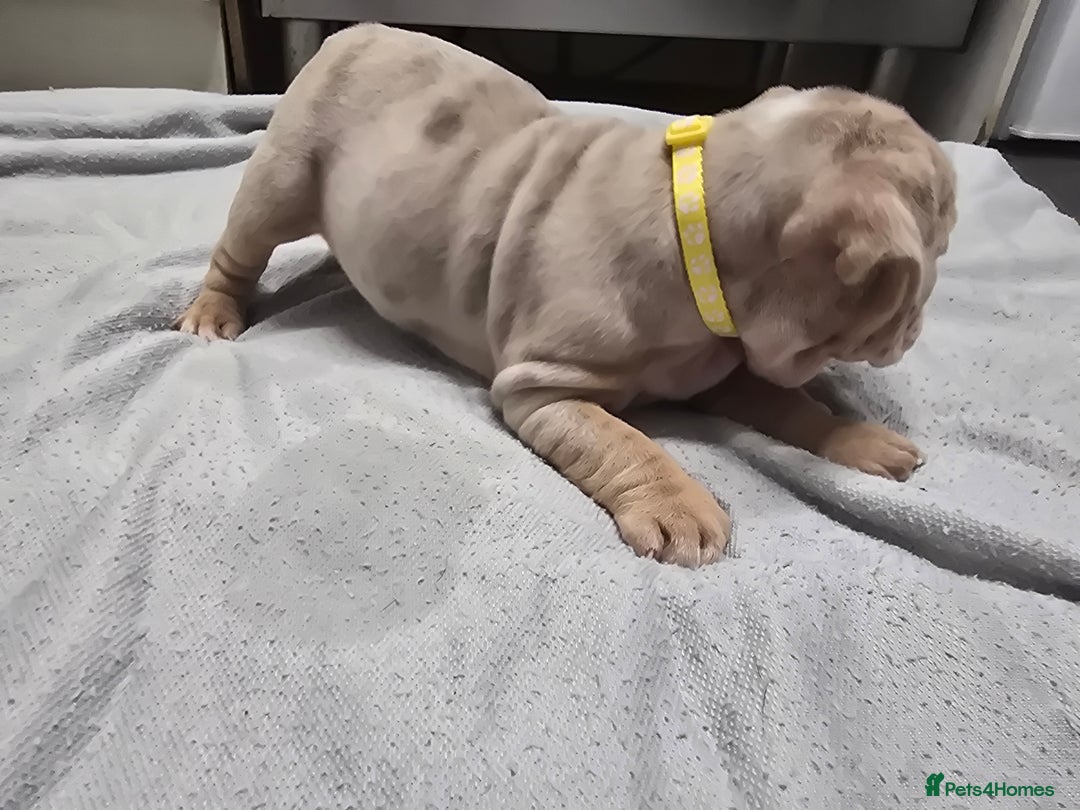 English Bulldog dogs for sale: ✨ English Bulldog Puppies Exceptional Bloodlines ✨ - Advert 16
