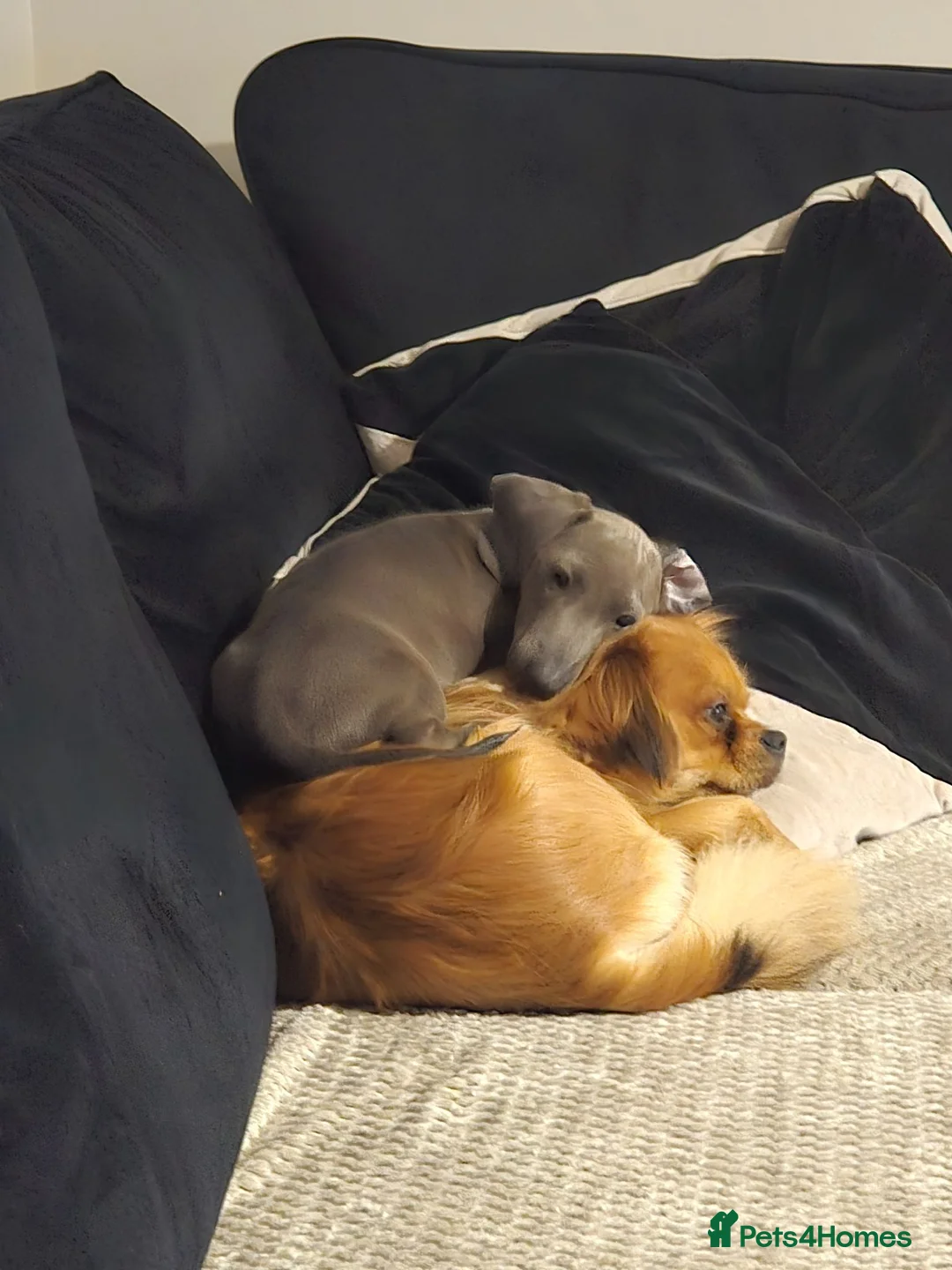 Miniature Dachshund dogs for sale: Blue miniature Dachshund  in Bury Saint Edmunds - Advert 4
