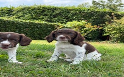 English Springer Spaniel dogs for sale: Lovely Well Bred KC English Springer Spaniels - Image 14