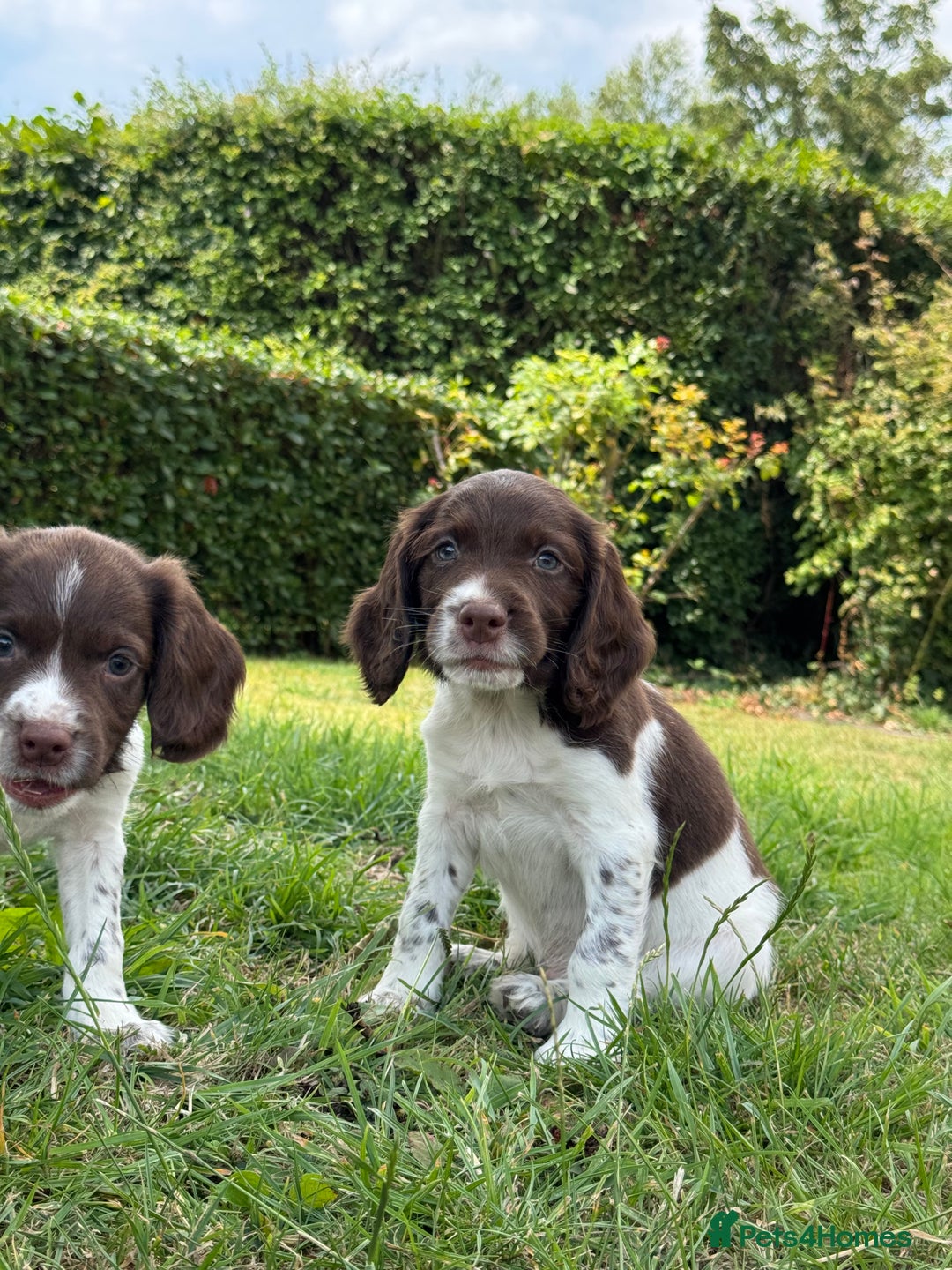 English Springer Spaniel dogs for sale: Lovely Well Bred KC English Springer Spaniels - Image 14