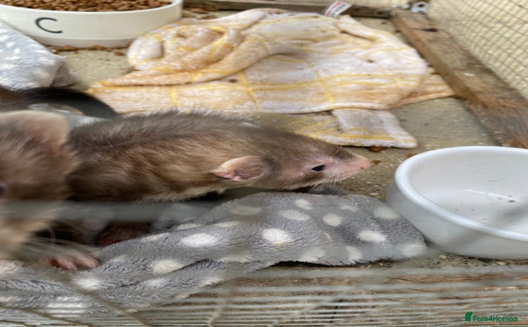 Ferret rodents - Advert 4