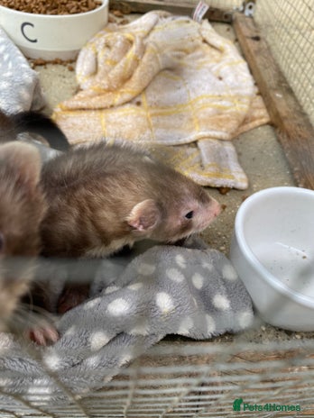 Ferret rodents - Advert 4
