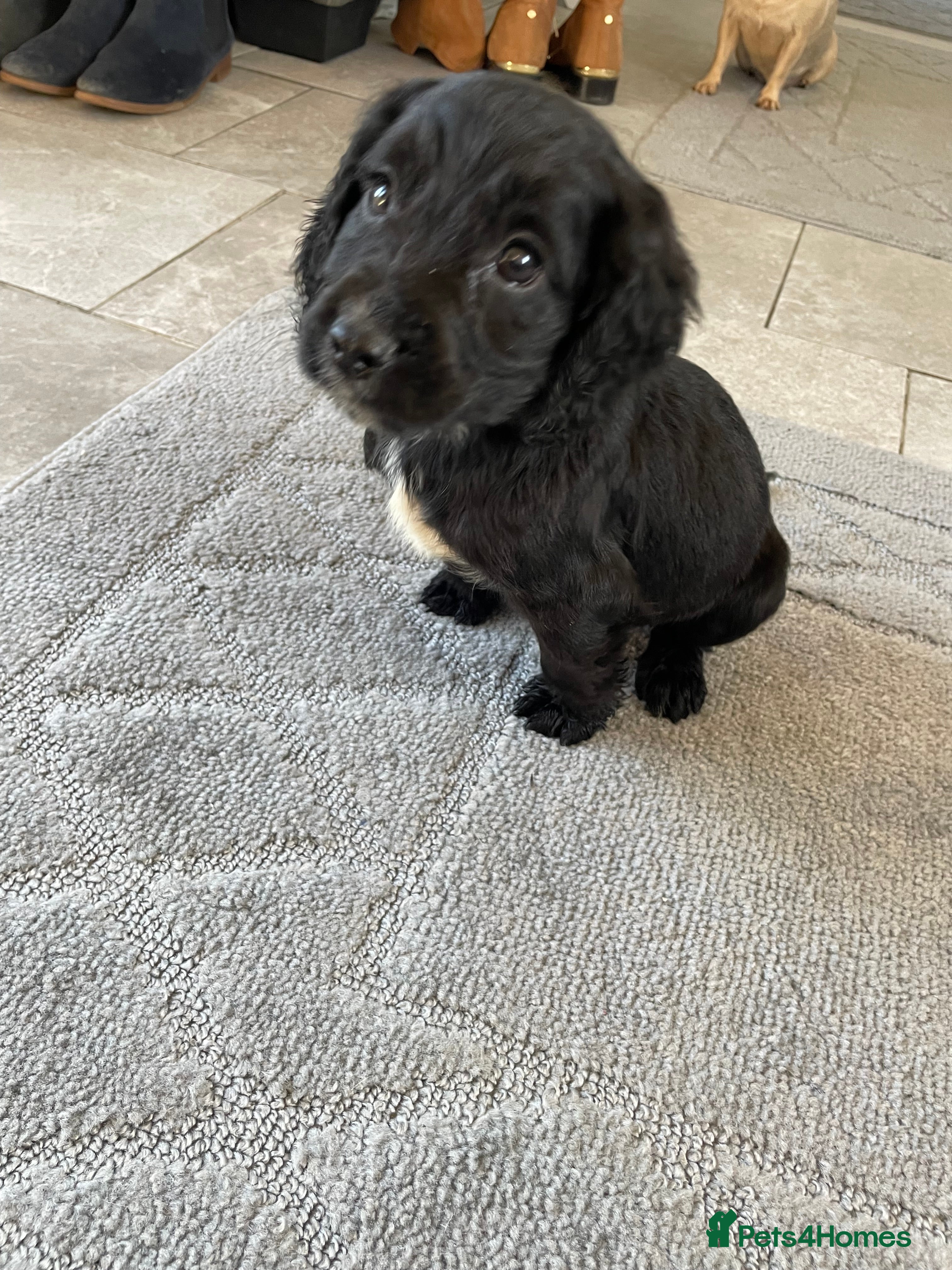 Cocker Spaniel dogs COCKER SPANIEL PUPS LAST BOY READY NOW - Advert 1