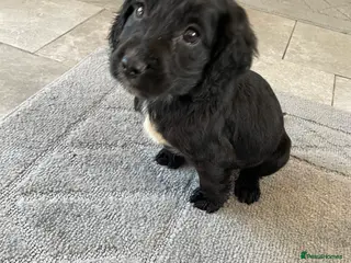 Cocker Spaniel dogs COCKER SPANIEL PUPS LAST BOY READY NOW - Advert 1