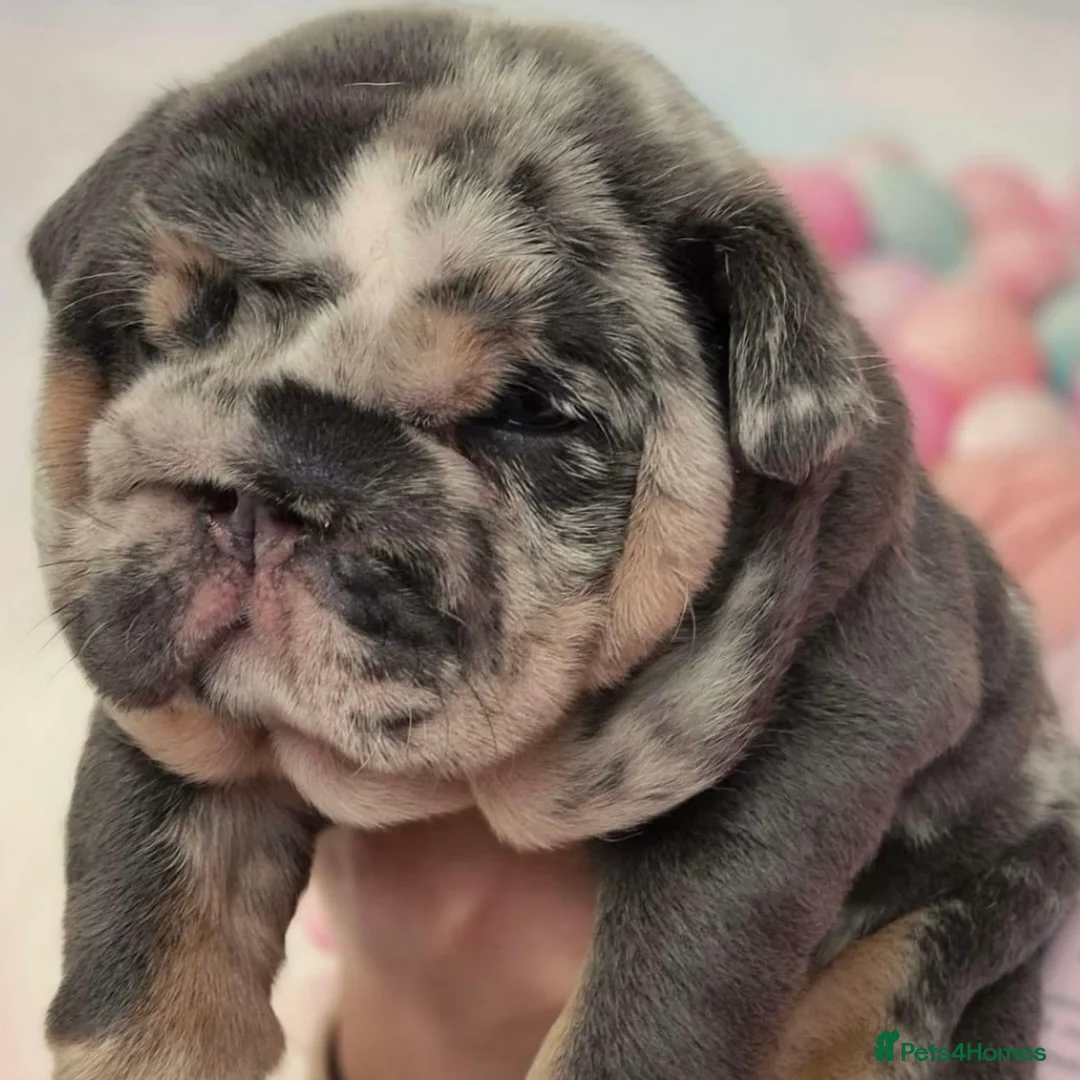 English Bulldog dogs for stud: 🌟 007 ready for stud duties 🌟 in Swindon - Advert 9