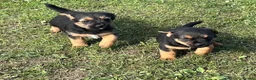 Border Terrier dogs for sale: Boarder terrier x jack Russell - Advert 2