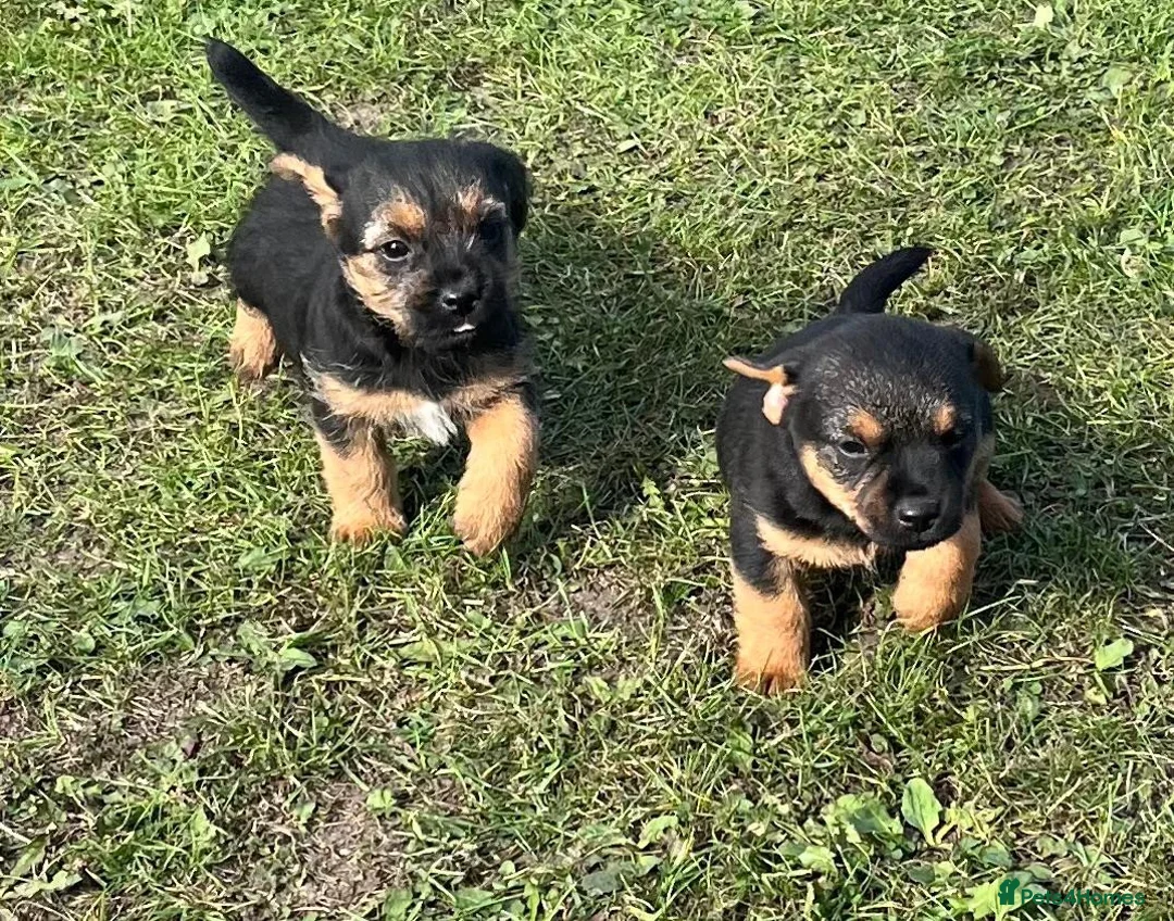 Border Terrier dogs for sale: Boarder terrier x jack Russell - Advert 2