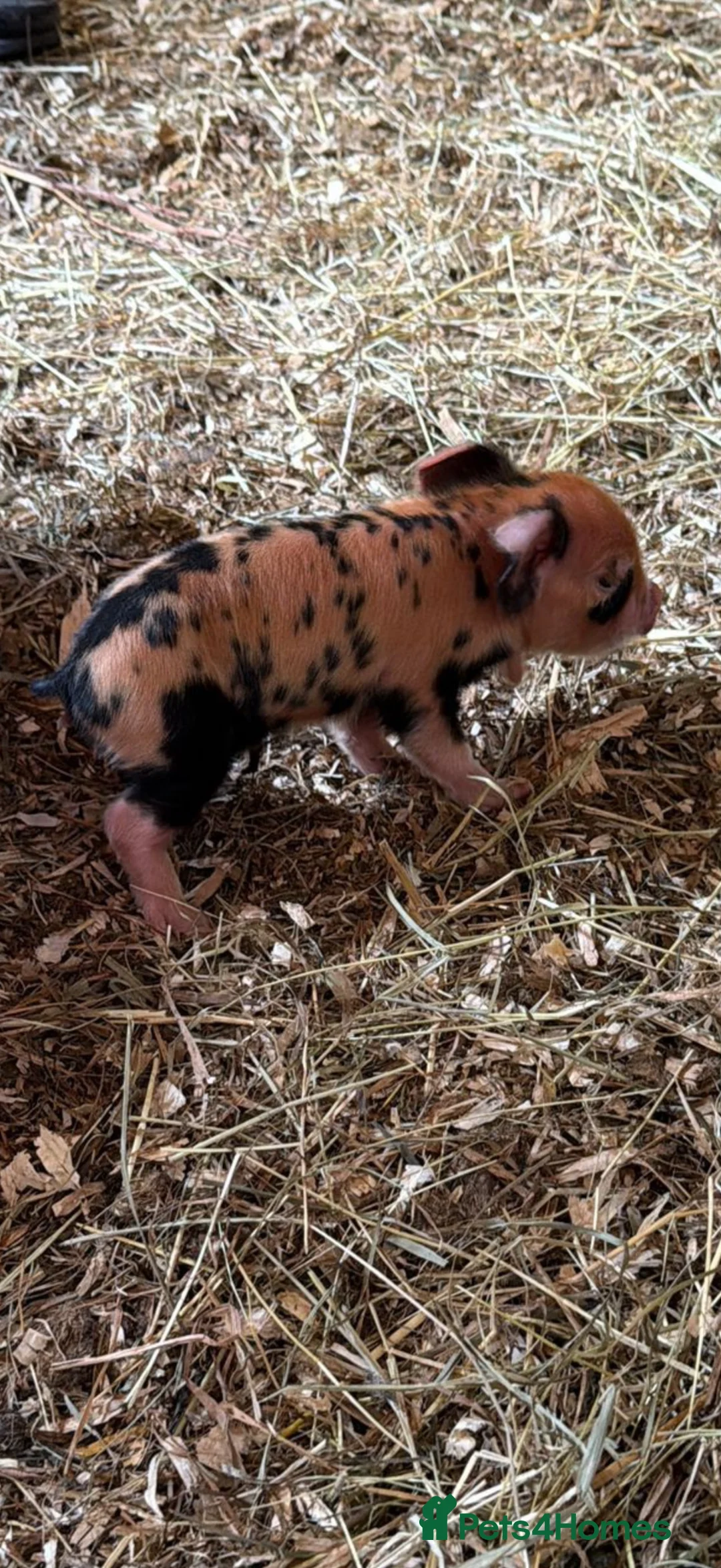 Pig livestock for sale: Three male pigs for sale  - Advert 7