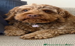 Cockapoo dogs for sale: Chocolate Cockapoo Puppies for Sale - Image 4