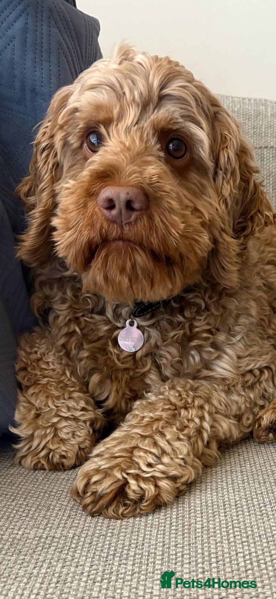 Cockapoo dogs for sale: Chocolate Cockapoo Puppies for Sale - Image 4