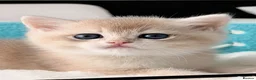 British Shorthair cats for sale: BSH Golden kittens Ecx show quality, Tica reg  - Advert 2