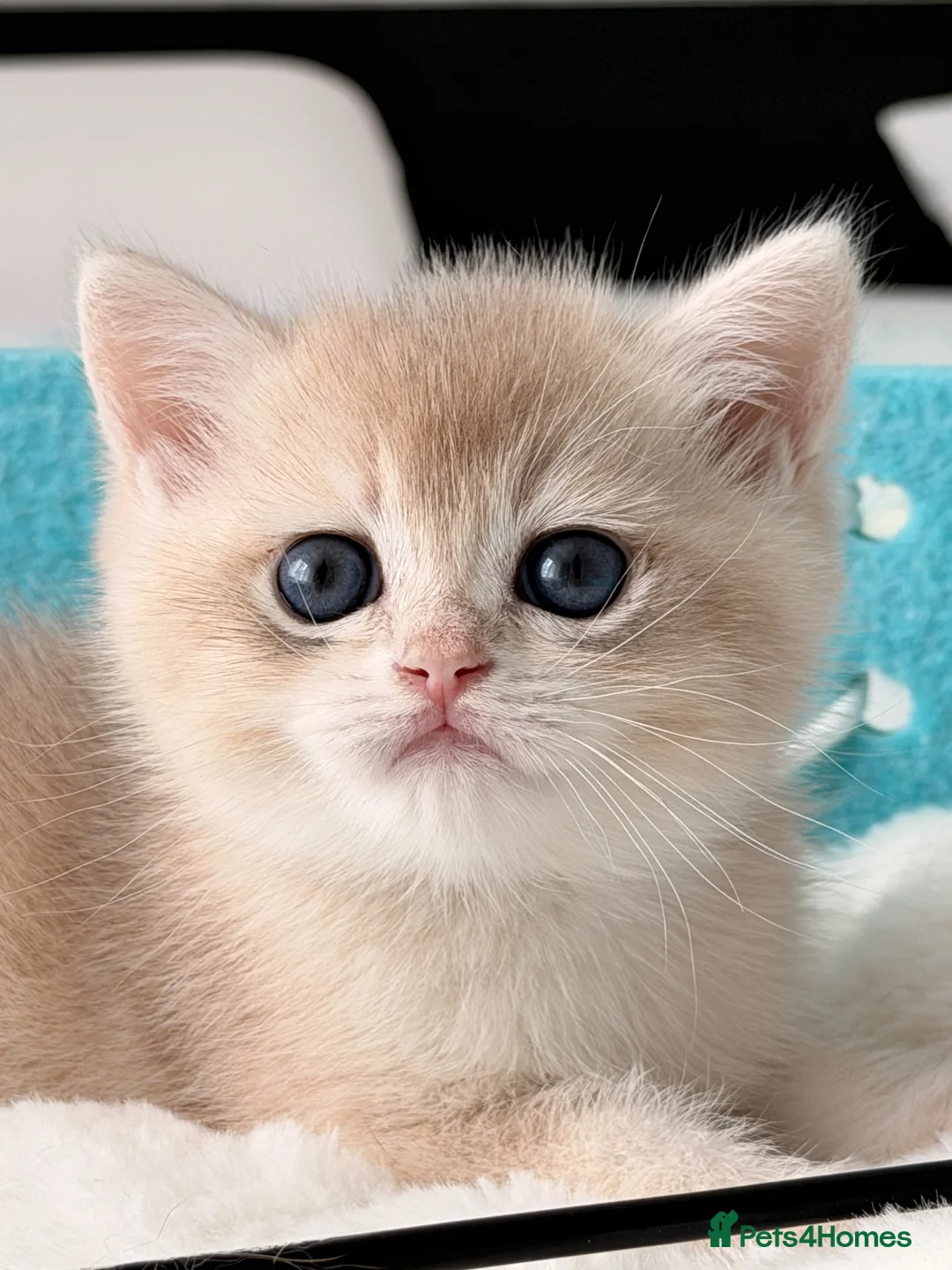 British Shorthair cats for sale: BSH Golden kittens Ecx show quality, Tica reg  - Advert 2