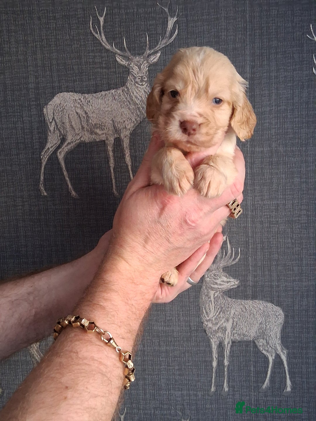 Cocker Spaniel dogs for sale: beautiful working cocker spaniels for sale - Advert 8
