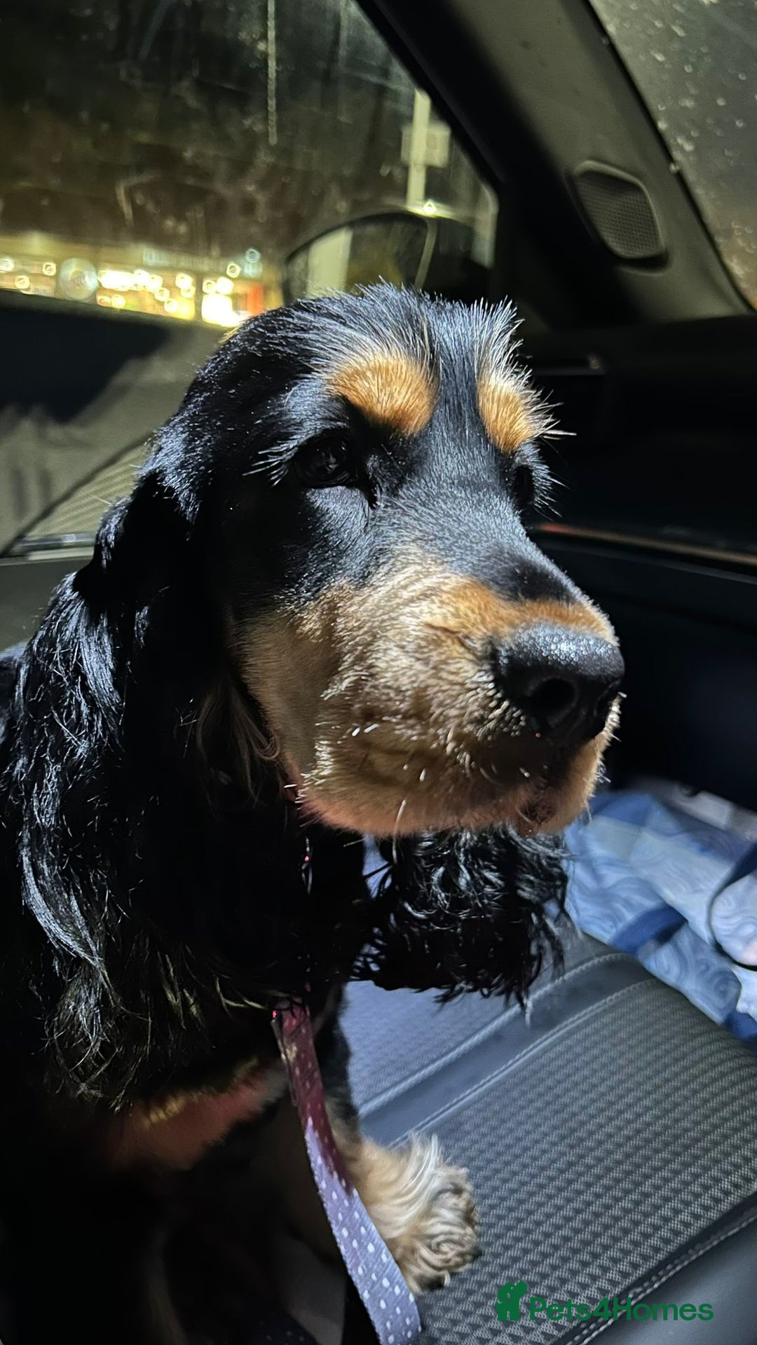 Cocker Spaniel dogs for stud: FOR STUD ONLY BLACK /TAN SHOW COCKER KC REG  - Advert 4