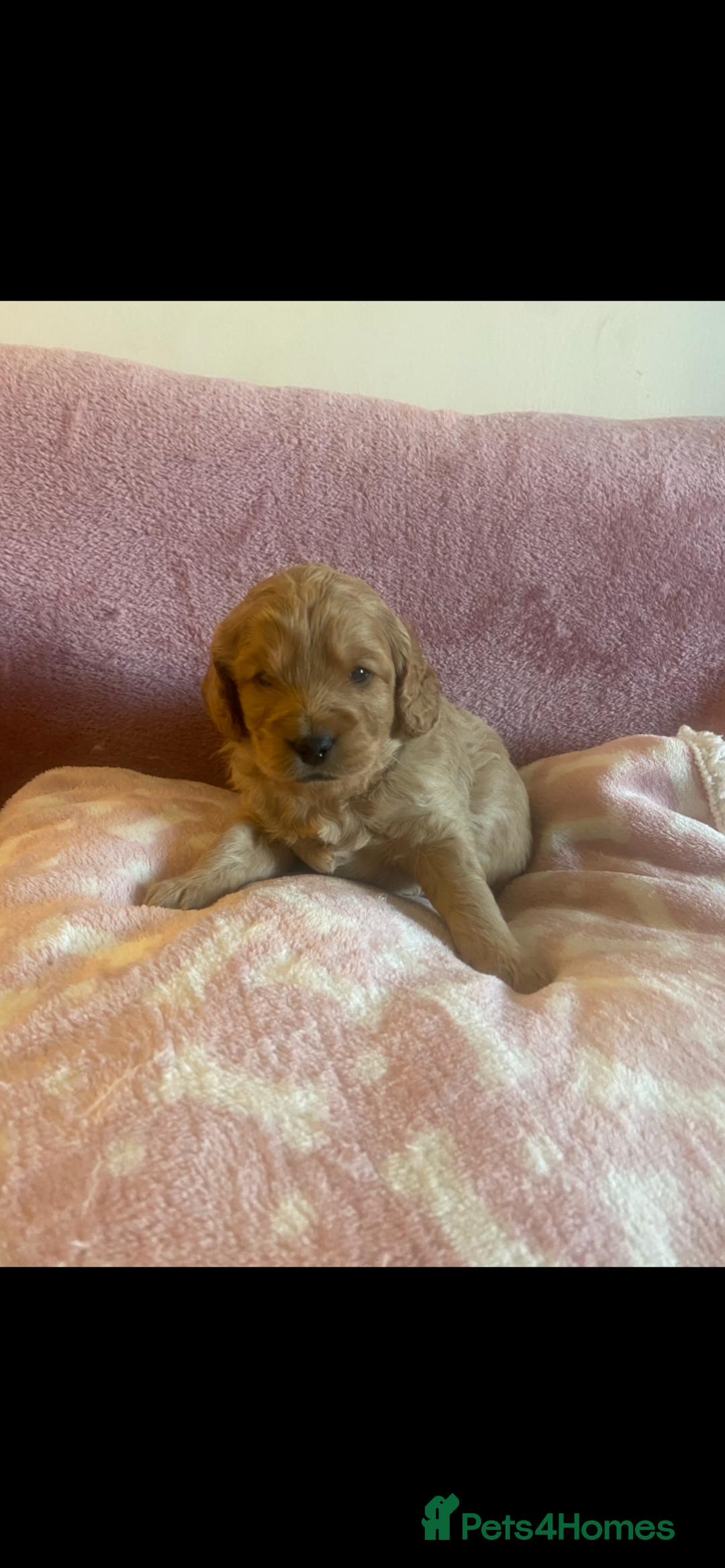 Cockapoo dogs for sale: Last cockapoo boy looking for his forever home ❤️ - Advert 15