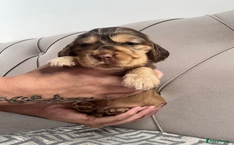 Cocker Spaniel dogs - Advert 8