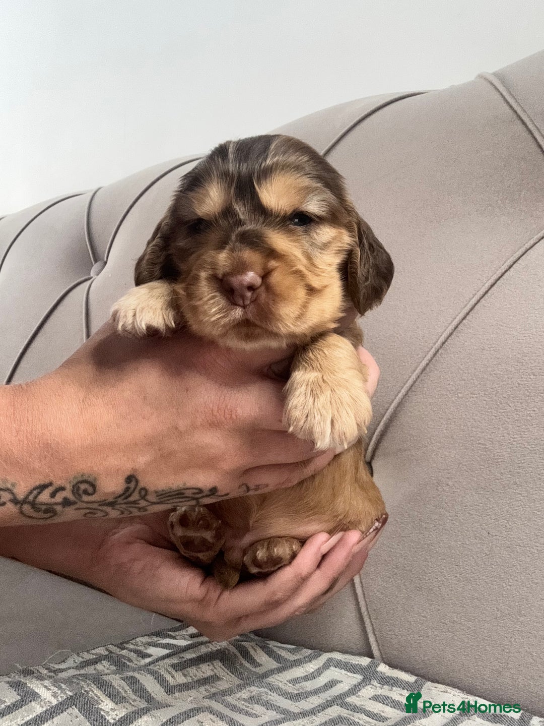 Cocker Spaniel dogs for sale: Kc Registered Show Type Cocker Spaniel puppies - Image 1