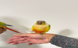 Budgerigars birds for sale: HAND REARED CONURES! - Image 5